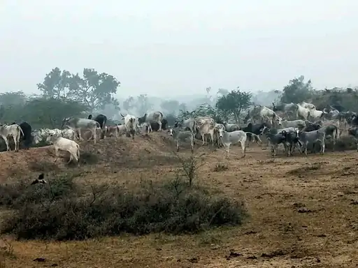 बांदा के अन्नदाता पर 'दोहरी मार': 32 गांवों में छुट्टा पशुओं का आतंक