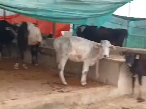 गौ संरक्षण के दावों की खुली पोल; गोशाला में तड़पकर मर रहे गोवंश, मृत गायों को नोच रहे कुत्ते, जिम्मेदार मौन